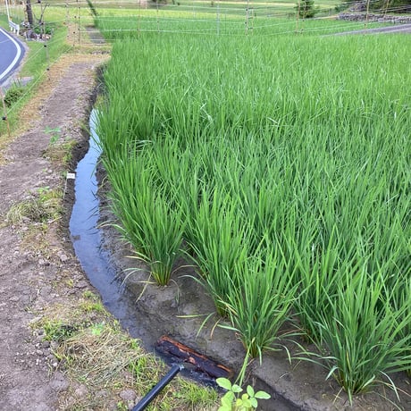 大台町産  自然栽培うるち米　 初霜