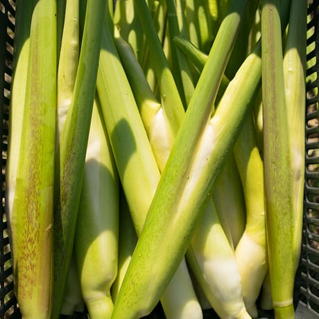 【旬の野菜】無農薬 自然栽培 マコモ 1kg