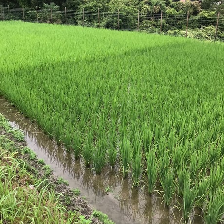 大台町産  自然栽培うるち米　 初霜