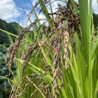 大台町産  自然栽培もち米　 黒米