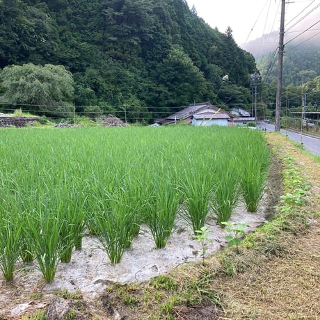 大台町産  自然栽培うるち米　 初霜