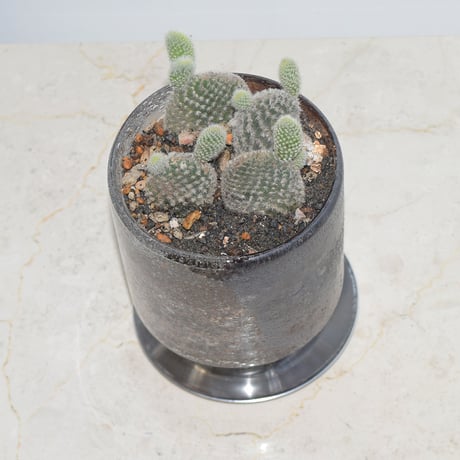バニーカクタスのガラスポット