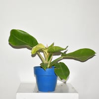 Philodendron ‘Imperial Gold