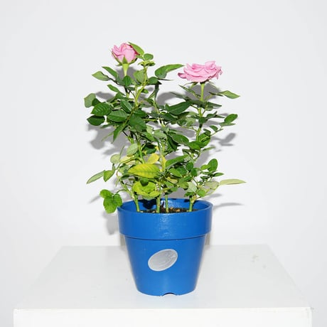 Blue Pot 4号(H11×W12.5)