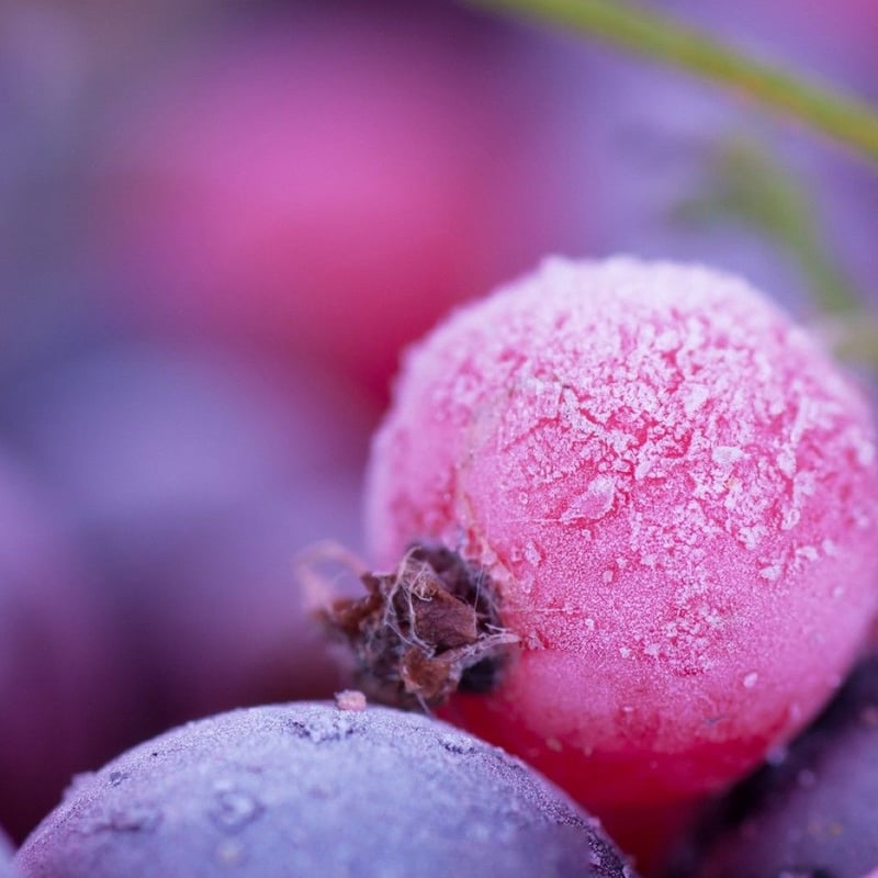 アントシアニン濃縮エキス 3か月分 | ANTHOCYANIN STORE アントシアニン濃縮エキス 3か月分 | ANTHOCYANIN STORE