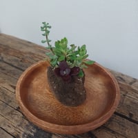 コルオリジナル軽石器+ウッド器セット202606201