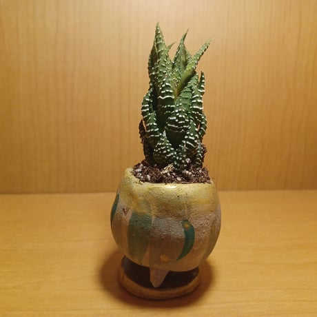 コルオリジナル陶器255263