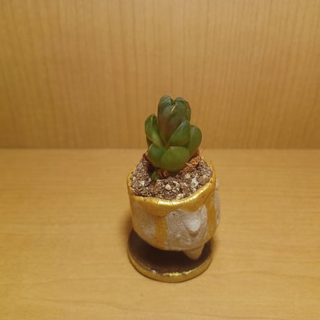 コルオリジナル陶器202606271