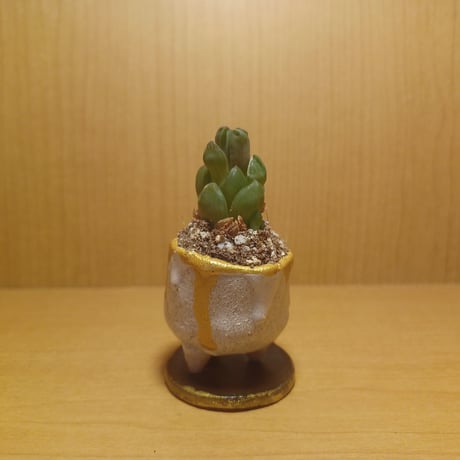 コルオリジナル陶器202606271