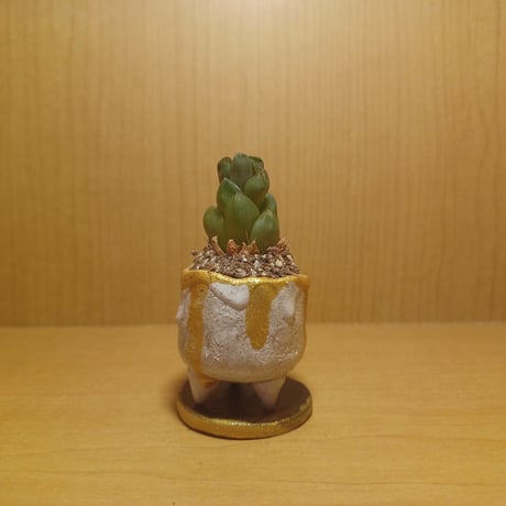 コルオリジナル陶器202606271