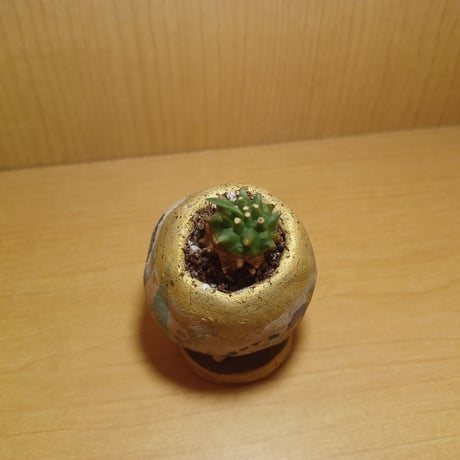 コルオリジナル陶器255261