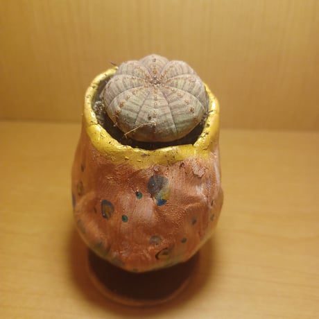 コルオリジナル陶器2564