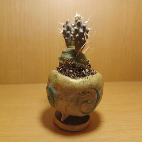 コルオリジナル陶器255262