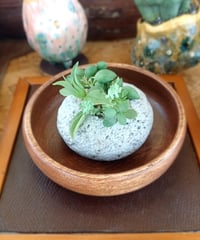 コル軽石大2510252
