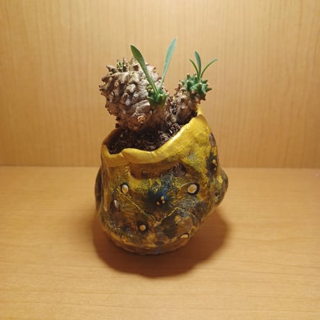 コルオリジナル陶器25612