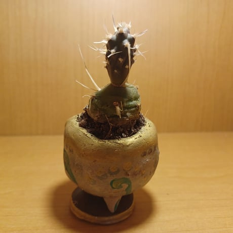 コルオリジナル陶器255262