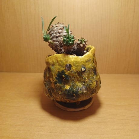 コルオリジナル陶器25612