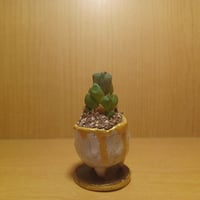 コルオリジナル陶器202606271