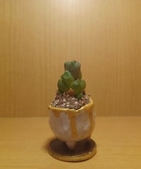 コルオリジナル陶器202606271