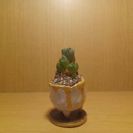 コルオリジナル陶器202606271