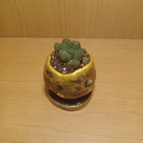 コルオリジナル陶器25522