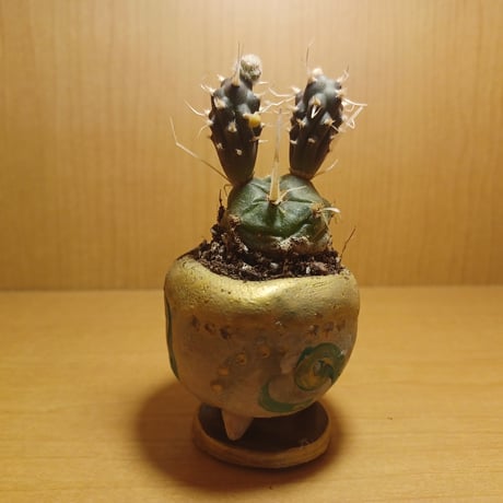 コルオリジナル陶器255262