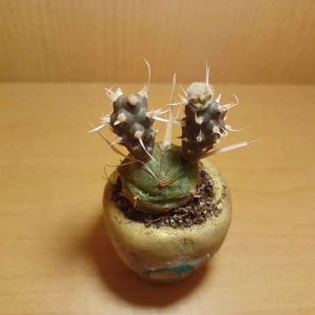 コルオリジナル陶器255262
