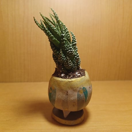 コルオリジナル陶器255263