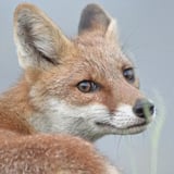 キツネのネドコ