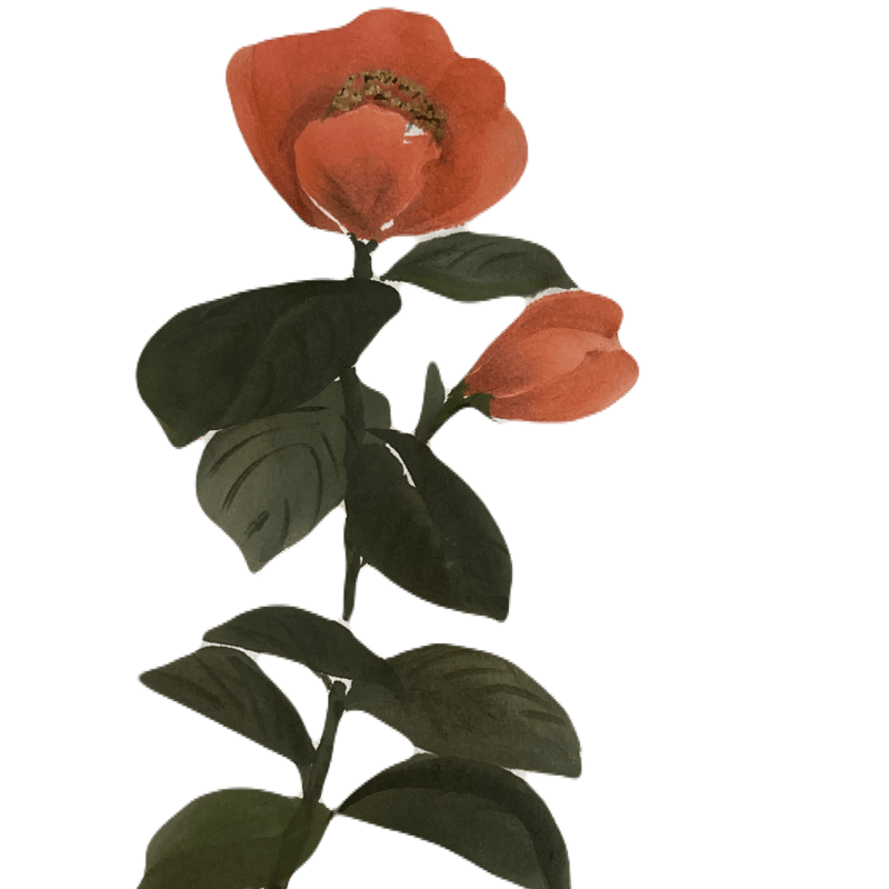 ポストカード 1月 【椿】 | takanori masutani