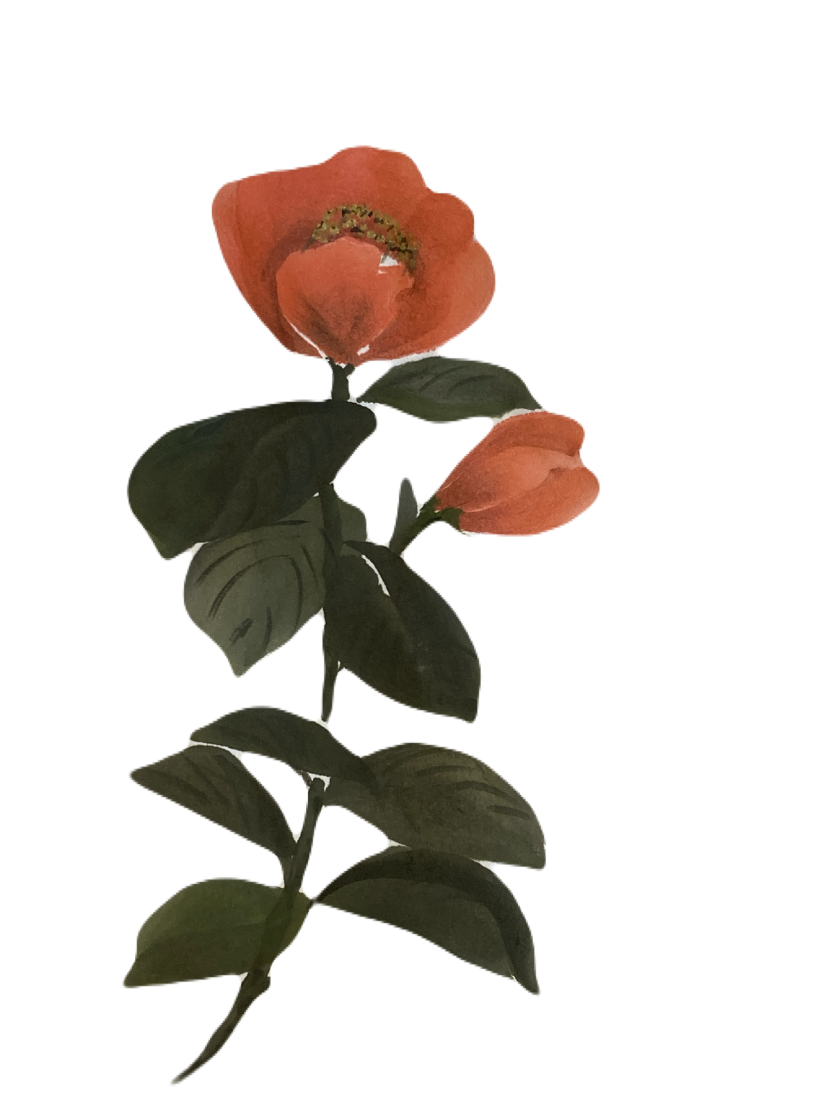 ポストカード 1月 【椿】 | takanori masutani