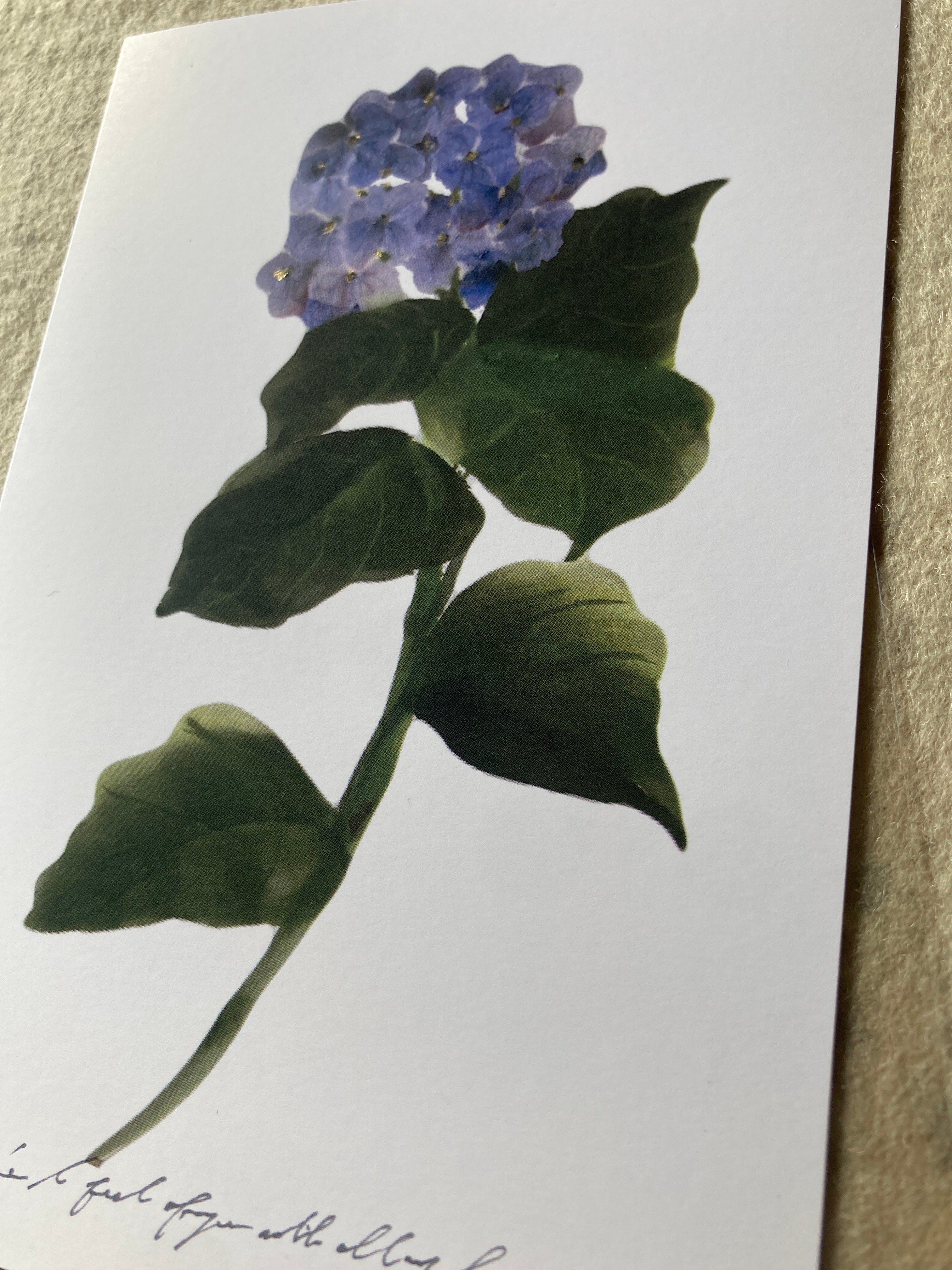 ポストカード 6月 紫陽花 | takanori masutani