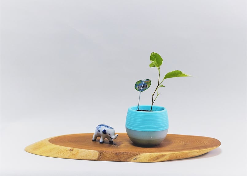 天然木花台・飾り台 No.17 エンジュの天然木斜め輪切り（KD-24