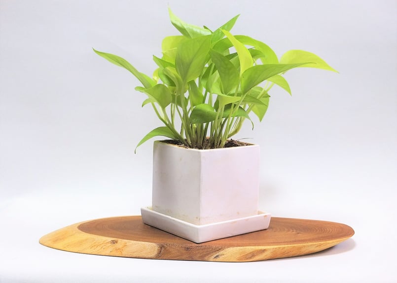 天然木花台・飾り台 No.17 エンジュの天然木斜め輪切り（KD-24