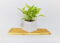 天然木花台・飾り台 NO．4 一位の天然木 | gotafeeling's STORE