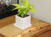 天然木花台・飾り台 No.13 エンジュの天然木斜め輪切り（KD-22