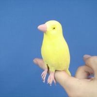 ラバーインコ