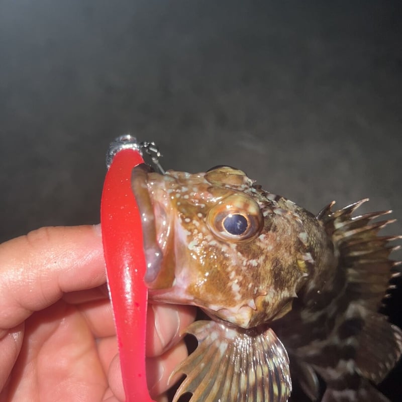 18g スイムベイトジグヘッド | SeizanSports