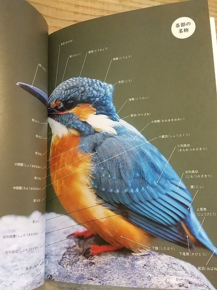 題名　カワセミ fit=scale-down,w=1200