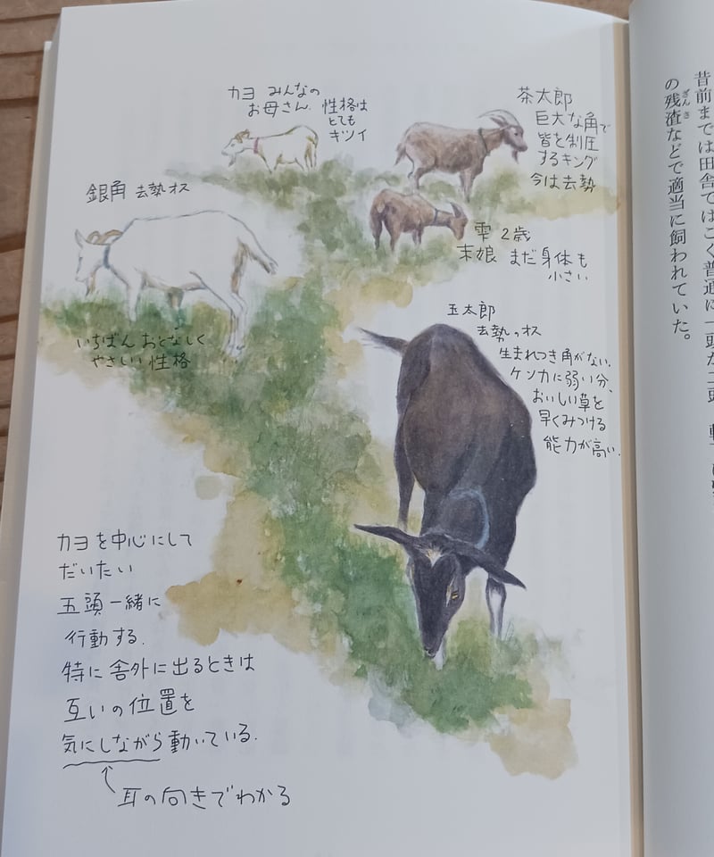 私はヤギになりたい ヤギ飼い十二カ月 | porvenirbookstore's Web Shop