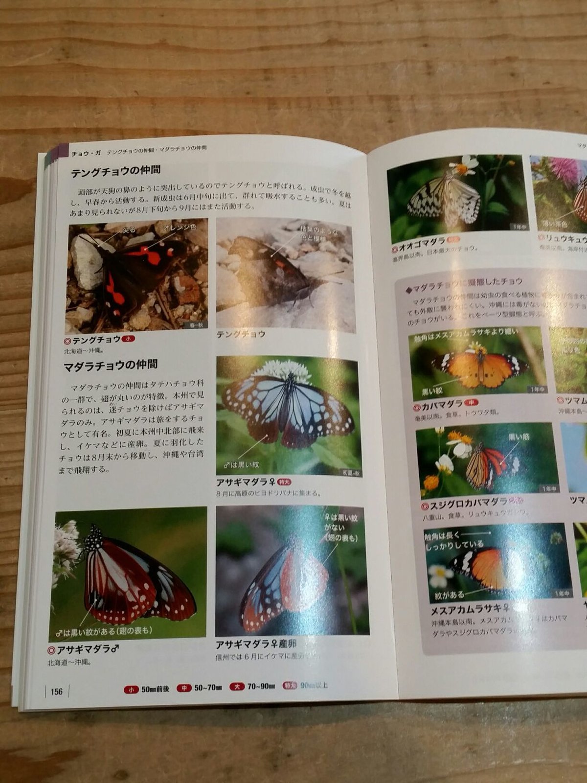 増補改訂新版 身近な昆虫識別図鑑 見わけるポイントがよくわかる 増補改訂新版 身近な昆虫識別図鑑 見わけるポイントがよくわかる