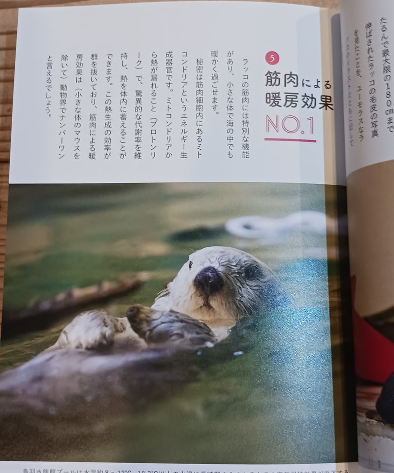 ラッコBOOK | porvenirbookstore's Web Shop