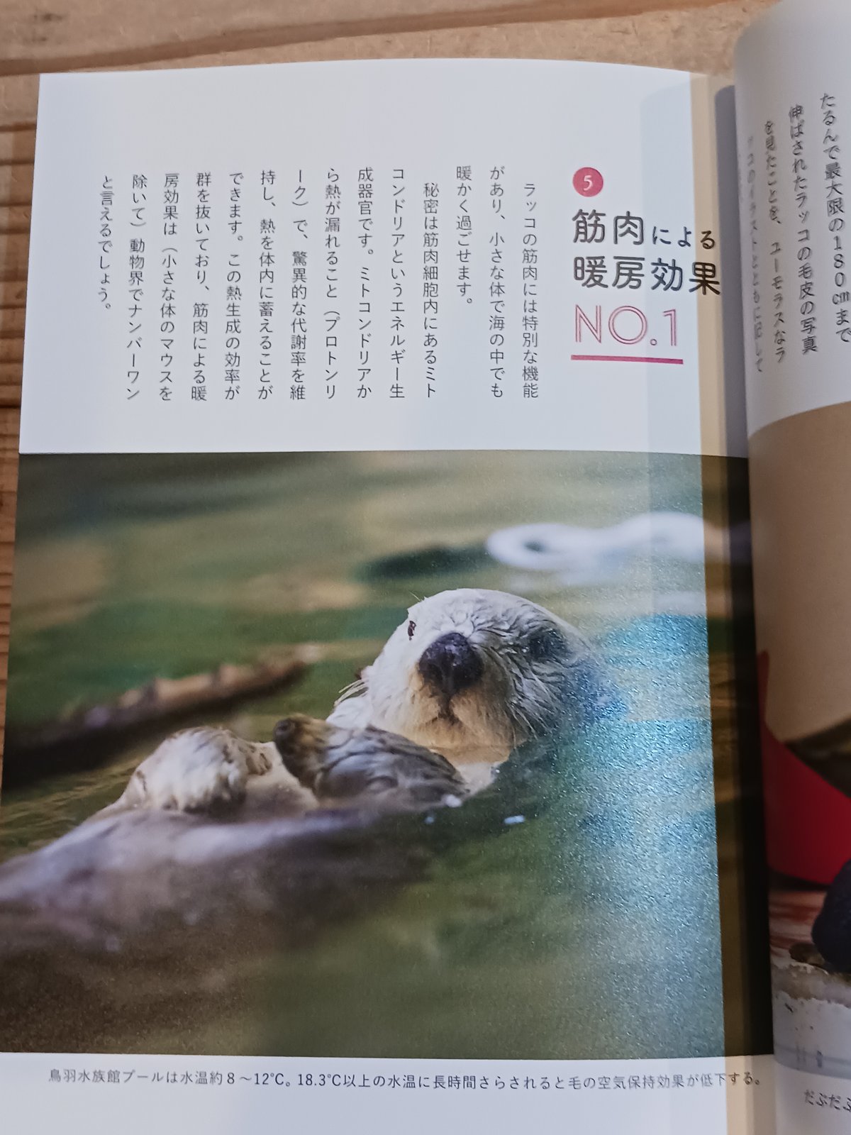 お宝★ラッコメモリアルBOOK★ ラッコメモリアルBOOK 鳥羽水族館ラッコメイキラ