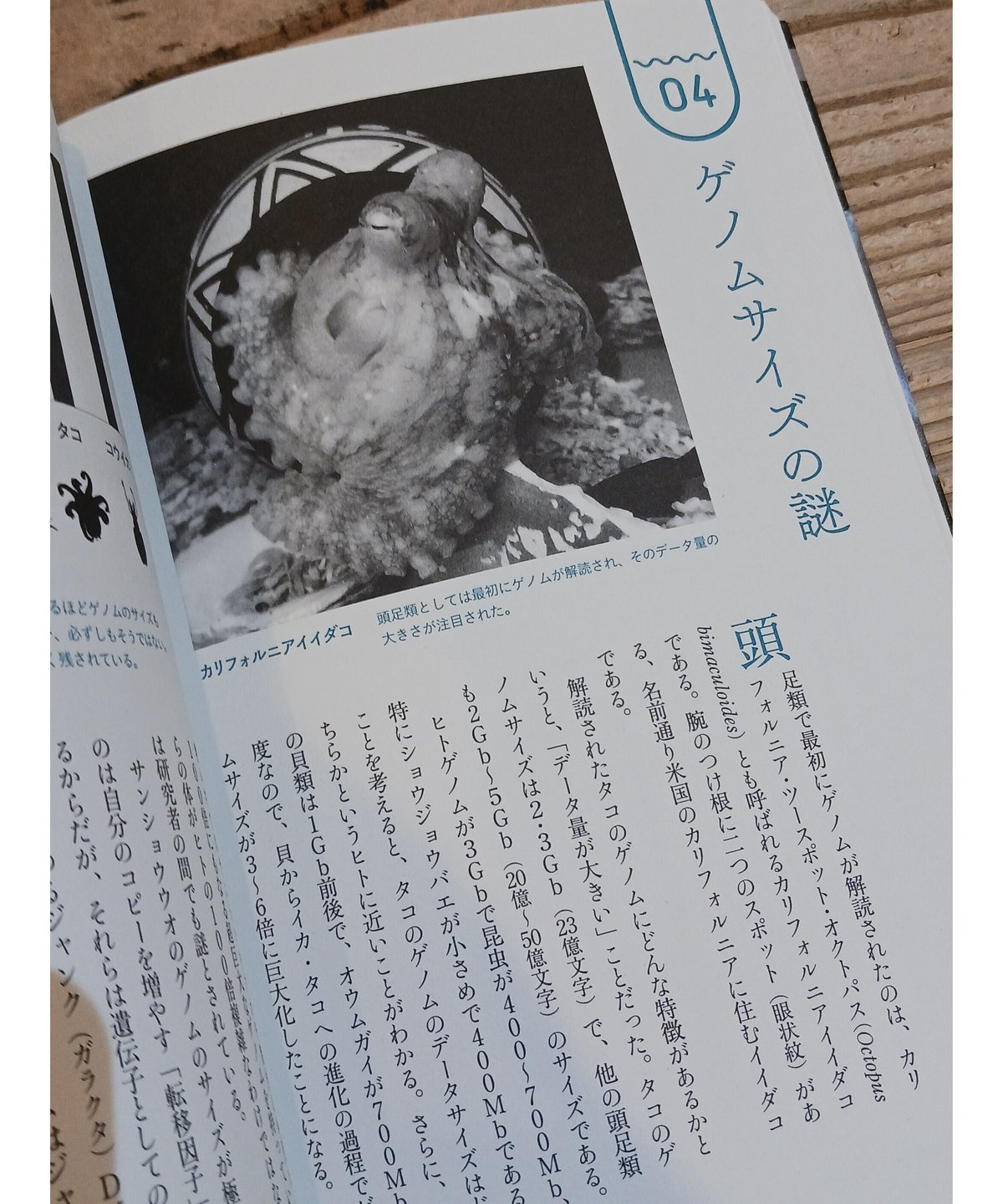タコ・イカが見ている世界 | porvenirbookstore's Web Shop