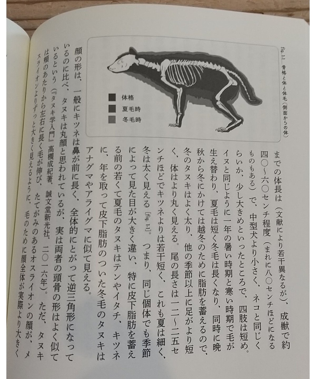 たぬき様 本注文ページ 【公式通販】