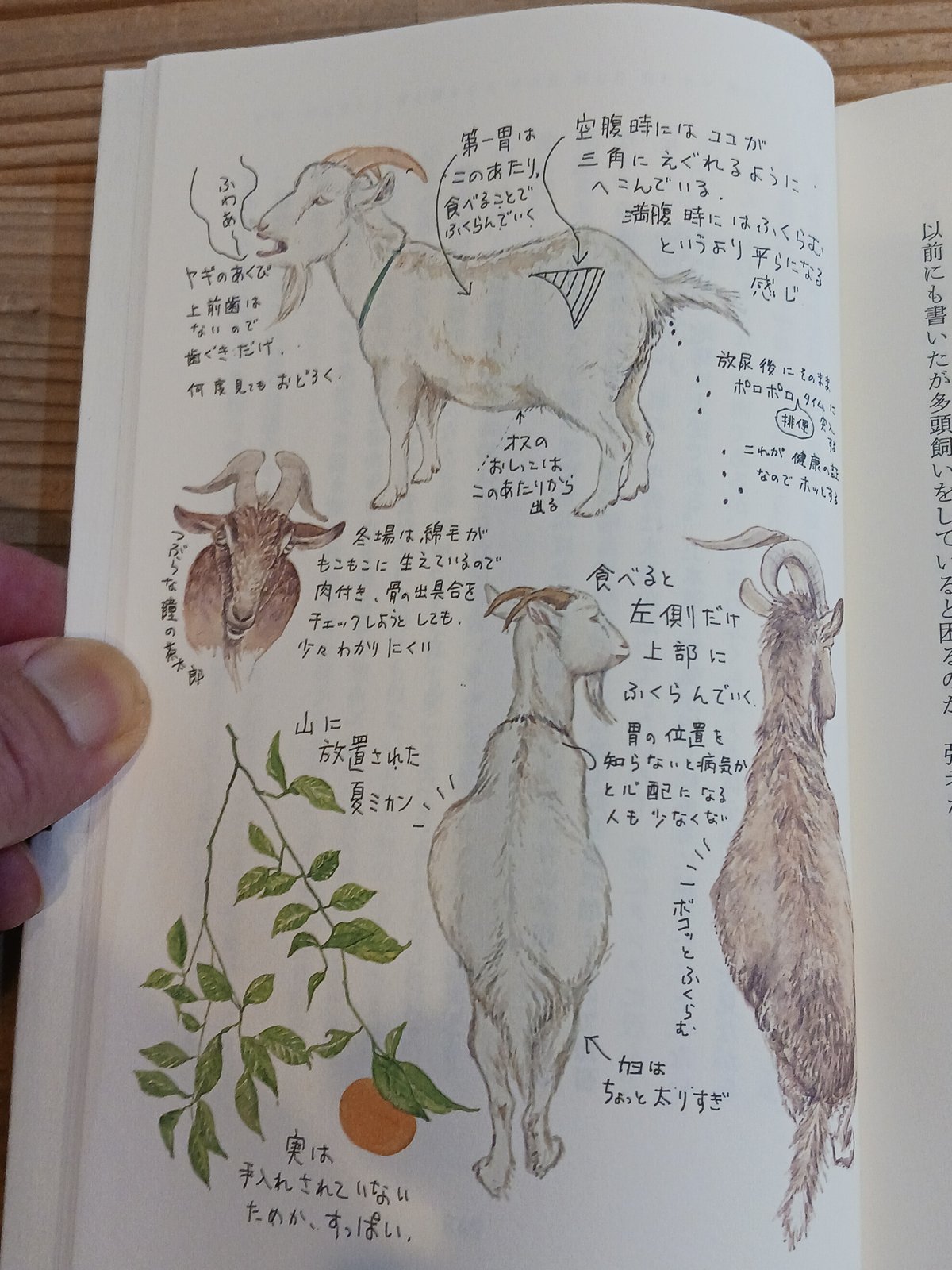私はヤギになりたい ヤギ飼い十二カ月 | porvenirbookstore's Web Shop