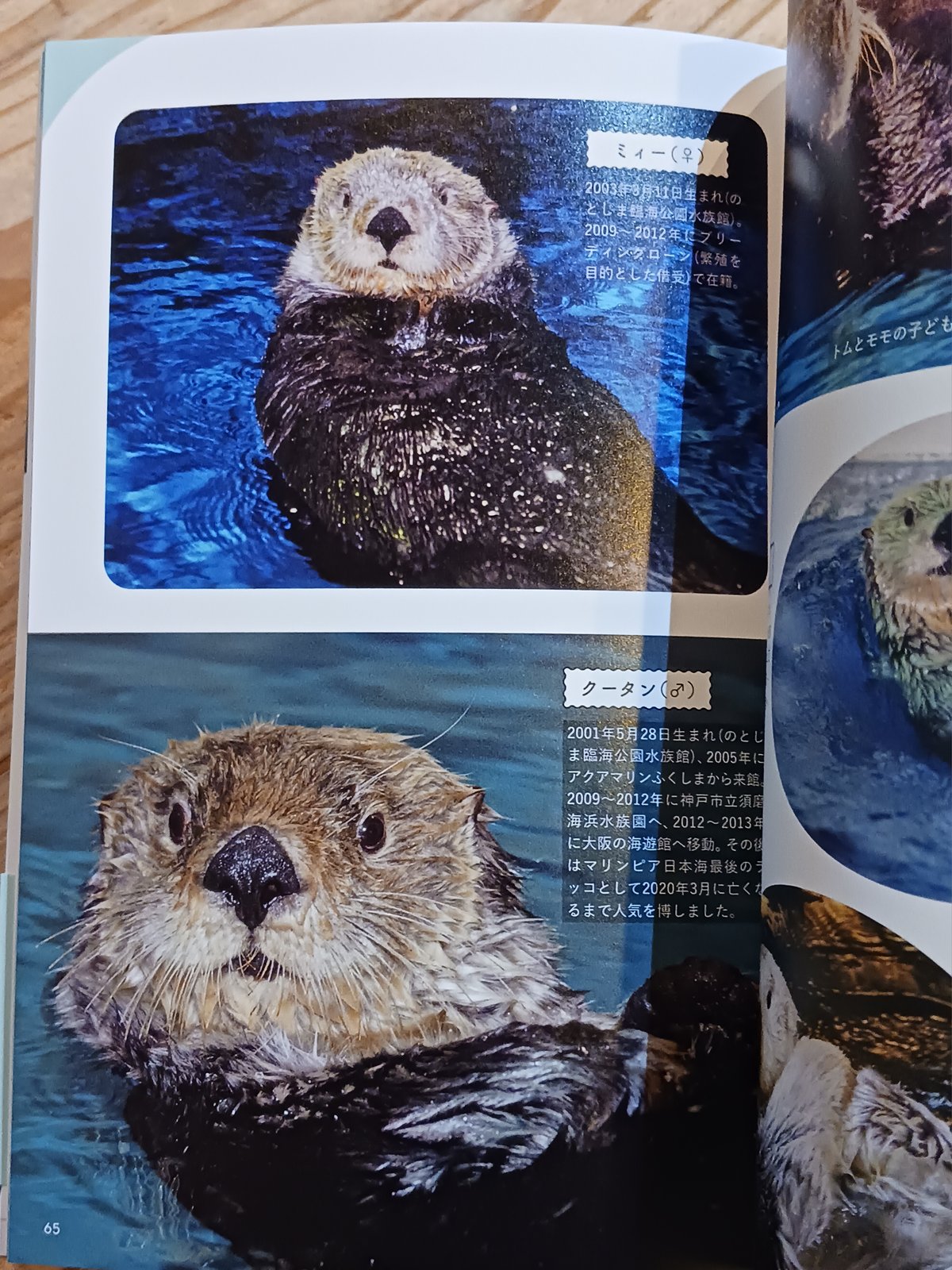 ラッコメモリアルBOOK Amazon.co.jp: 限定鳥羽水族館 ラッコメモリアルBOOK