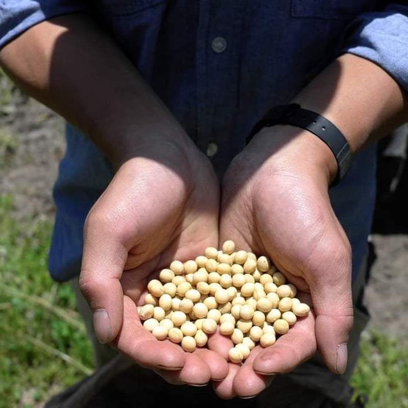 ❁⃘*.゜ももちゃんさま専用❁⃘*.゜こめこうじ 8kg・自然栽培大豆 5kg ❁⃘*.゜ももちゃんさま専用❁⃘*.゜こめこうじ 8kg・自然栽培