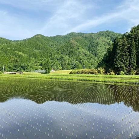 米みそ自然　自然栽培×天然麹菌(野生麹菌)　1kg袋入　　　　　　　　　　　　　　　　　生産者:蒜山耕藝、禾/kokumono
