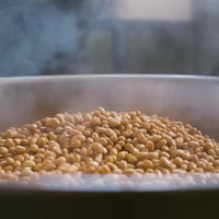 10/7(土)～10/9(月)発送予定　豆麹(自然栽培大豆)　自家採取　野生麹菌使用